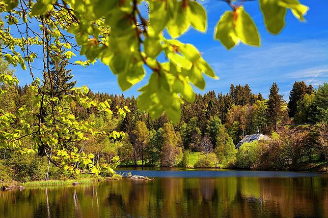 Klosterweiher in Dachsberg.