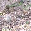 Ende Mai wurde dieser tote Luchs von einer Fußgängerin in einem Waldstück bei Menzenschwand gefunden. Das Tier starb durch eine äußere ...