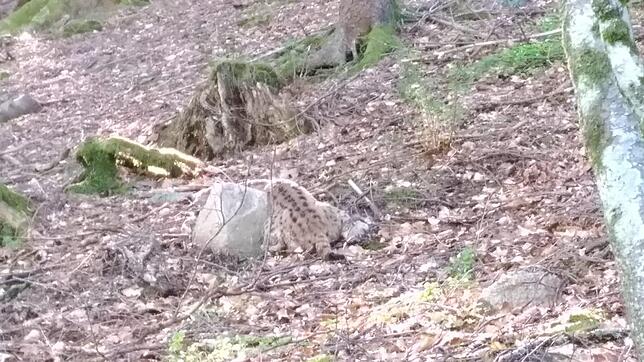 Ende Mai wurde dieser tote Luchs von einer Fußgängerin in einem Waldstück bei Menzenschwand gefunden. Das Tier starb durch eine äußere ...