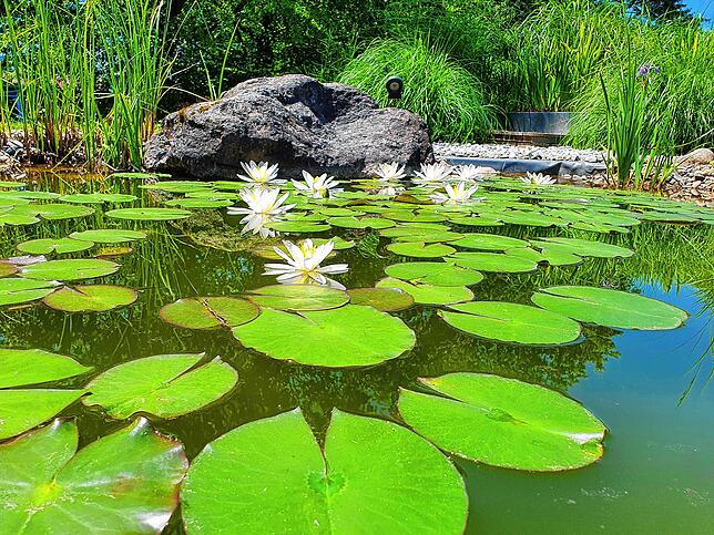 Das Naturbecken im Auqlaon ist immer unbeheizt und hat aktuell dennoch 25 Grad.
