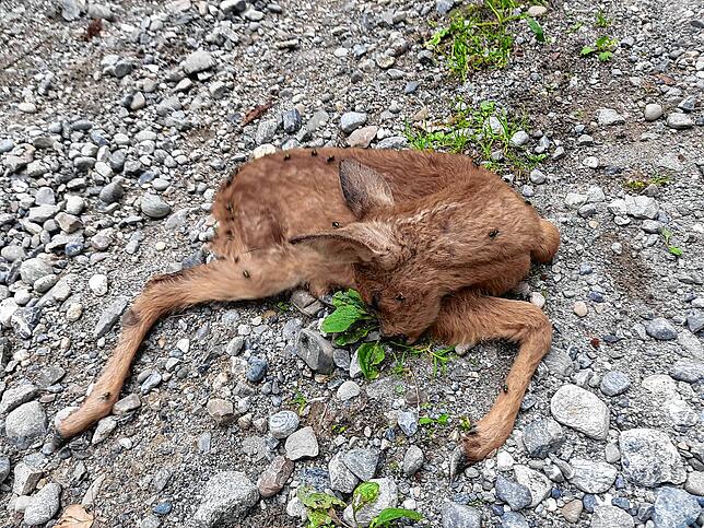 So wurde das gerissene Reh im Wald am Gehrenberg gefunden: Schwer verletzt und von Hundebissen gezeichnet. Das Kitz musste noch vor Ort ...