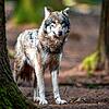 Ein Wolf &ndash; hier in einem Wildpark. Wenn ein Artgenosse in Baden-Württemberg zum Problem wird, droht ihm der Abschuss. Genau dafür ...