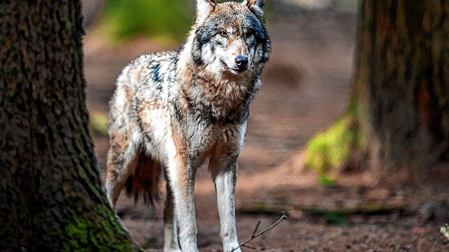 Ein Wolf &ndash; hier in einem Wildpark. Wenn ein Artgenosse in Baden-Württemberg zum Problem wird, droht ihm der Abschuss. Genau dafür ...