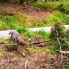 Im September wurde erneut ein Wolfswelpe beim Schluchsee gesichtet &ndash; er löste eine Fotofalle aus.