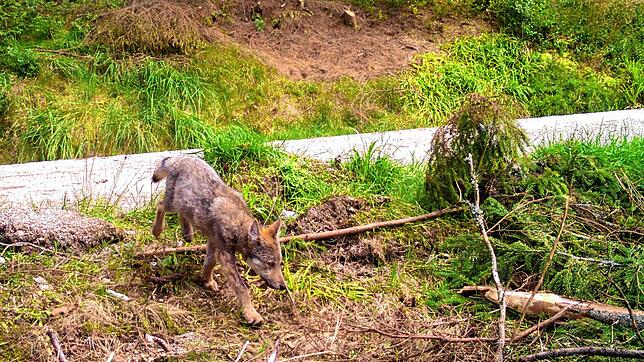 Im September wurde erneut ein Wolfswelpe beim Schluchsee gesichtet &ndash; er löste eine Fotofalle aus.