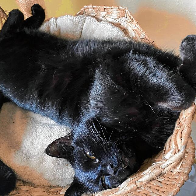 Bettina Hallas Katze Lola aus der Austraße wird vermisst.