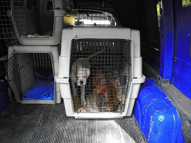 21 Welpen und wurden in einem Transporter in Brandenburg beschlagnahmt. Der Fahrer war auf dem Weg von Polen in die Niederlande unterwegs.