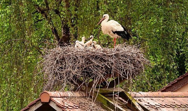 Im Horst auf dem Kassenhäuschen geht es schon richtig rund: Dort sind aktuell fünf Küken drin, die immer wieder ihre Köpfchen nach oben ...