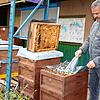 Die Bienen fliegen Ende September nicht mehr so sehr aus. Dieses Jahr haben sie eine gute Honigernte eingeflogen, wie der Vorsitzende ...