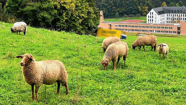 Durchfahrt verboten: Der gelbe Lastwagen (im Hintergrund) ist auf einem Feldweg bis kurz vor den Wald bei Hegne kommen.