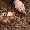 Mitarbeiter der Firma Archaeotask legen ein weiteres Skelett frei.