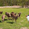 Martina Schleith hofft, dass sie bald den Wild- und Freizeitpark Allensbach wieder öffnen kann. Auch die Sikahirsche warten schon auf ...
