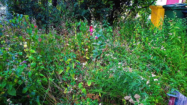 Wilde Grünflächen bieten Nahrung für alle möglichen Insekten und Tierarten. Aus diesem Grund sollte, wie hier bei Familie Claaßen, in ...
