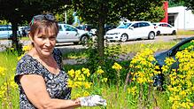 Anfassen nur mit Handschuhen: Beim Umgang mit Jakobs-Kreuzkraut, wie es hier am Rande des Lonza-Areals in Waldshut in großen Mengen ...