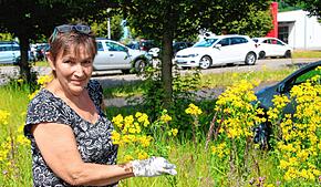 Anfassen nur mit Handschuhen: Beim Umgang mit Jakobs-Kreuzkraut, wie es hier am Rande des Lonza-Areals in Waldshut in großen Mengen ...