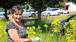 Anfassen nur mit Handschuhen: Beim Umgang mit Jakobs-Kreuzkraut, wie es hier am Rande des Lonza-Areals in Waldshut in großen Mengen ...
