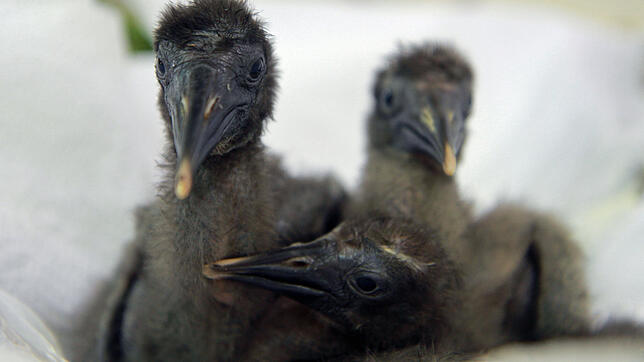 Vor zwei Jahren waren die Waldrapp-Küken noch klein und schutzbedürftig &ndash; hier im Aufzuchtraum des Tierparks Rosegg in Kärnten. ...