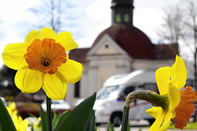 Osterglocken am so genannten Stachus in Stefansfeld, zu sehen vor der Stefansfelder Kapelle mit ihrem charakteristischen Kuppeldach samt ...