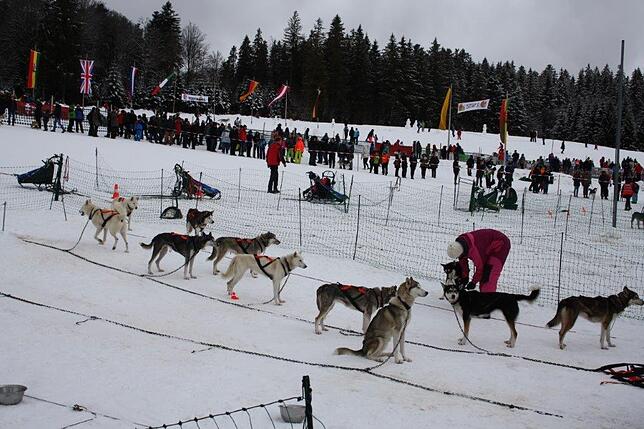 Bild 6: Das Internationale Schlittenhunderennen in Todtmoos 2019 in Bildern