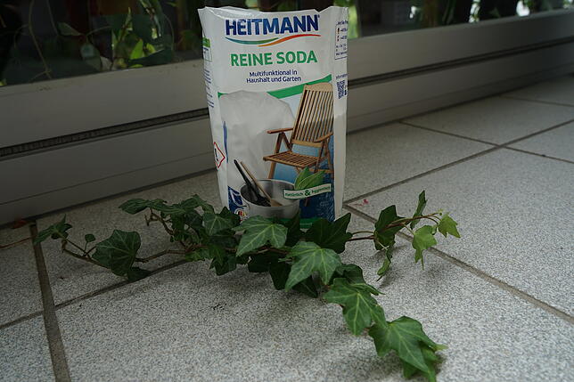 Waschen mit Efeu: Auch das geht in Kombination mit reiner Soda.