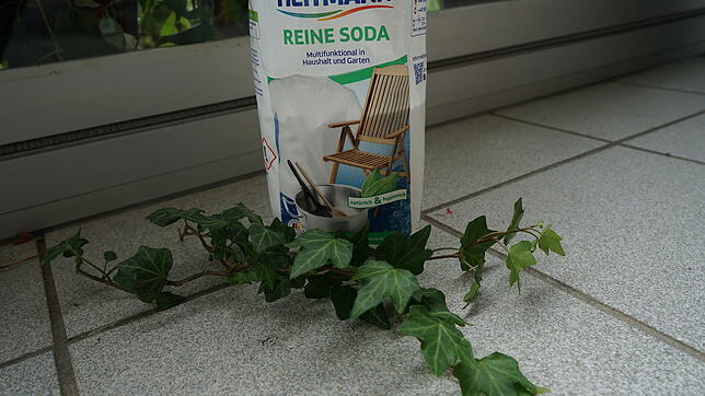 Waschen mit Efeu: Auch das geht in Kombination mit reiner Soda.