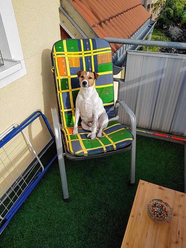 Der Parson Terrier Milo verstarb im März (2021) überraschend nach einem Spaziergang über die Felder bei Bräunlingen. Besitzer Andy Wenke ...