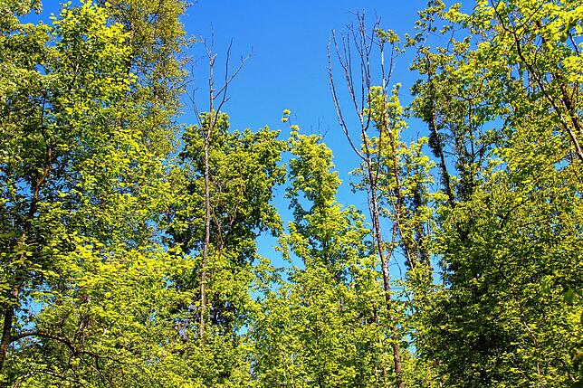 Im Schiedelen-Wald sind wegen des Eschentriebsterbens kahle Bäume zu finden.