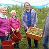 Auf der Insel Reichenau läuft seit einigen Tagen die Weinlese. Es dürfte ein guter Weinjahrgang werden, schätzen (von rechts) Max ...