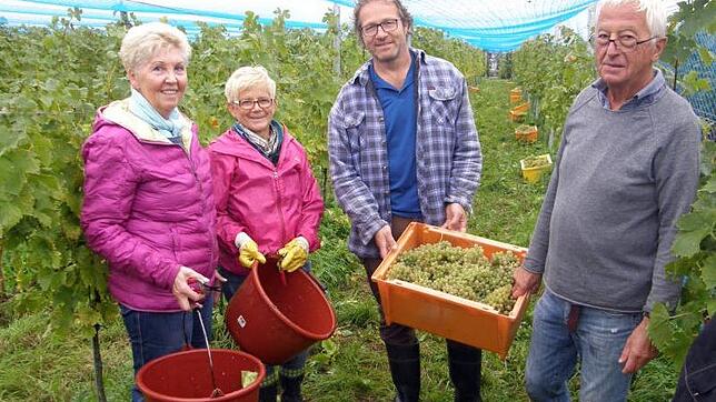 Auf der Insel Reichenau läuft seit einigen Tagen die Weinlese. Es dürfte ein guter Weinjahrgang werden, schätzen (von rechts) Max ...