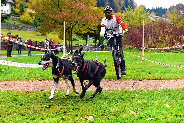 Niki Jesberger beim 1. Waldhaus-Wehra-Trail im vergangenen Oktober in Aktion. Die Dryland-Rennen werden mit Einer-, Zweier- und ...