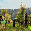 Herbst: 64 Reihen standen an einem sonnigen Herbsttag auf dem Plan der Winzerfamilien in Erzingen. Geherbstet wurde der Blaue Spätburgunder.