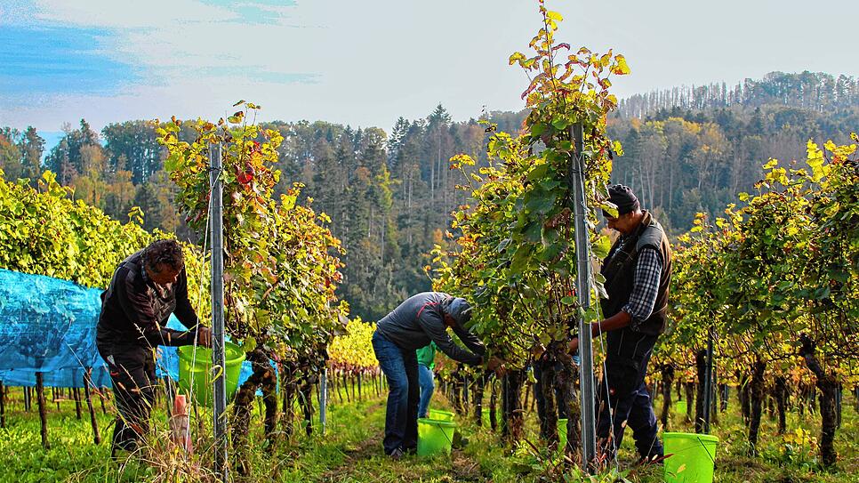 Herbst: 64 Reihen standen an einem sonnigen Herbsttag auf dem Plan der Winzerfamilien in Erzingen. Geherbstet wurde der Blaue Spätburgunder.