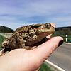 Eine Erdkröte auf der Hand eines Amphibienliebhabers. Foto: Landratsamt