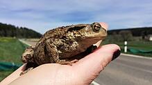 Eine Erdkröte auf der Hand eines Amphibienliebhabers. Foto: Landratsamt