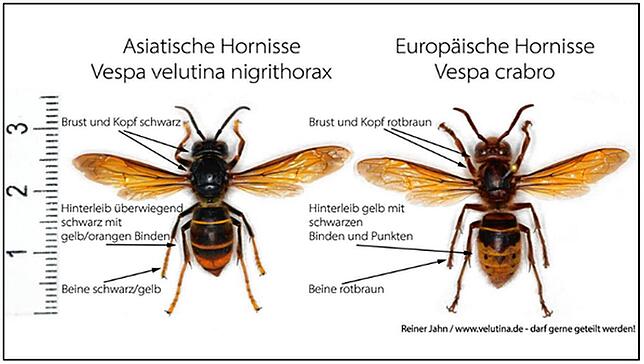 Vergleich der Asiatischen Hornisse (links) mit der heimischen und geschützten Europäischen Hornisse (rechts).