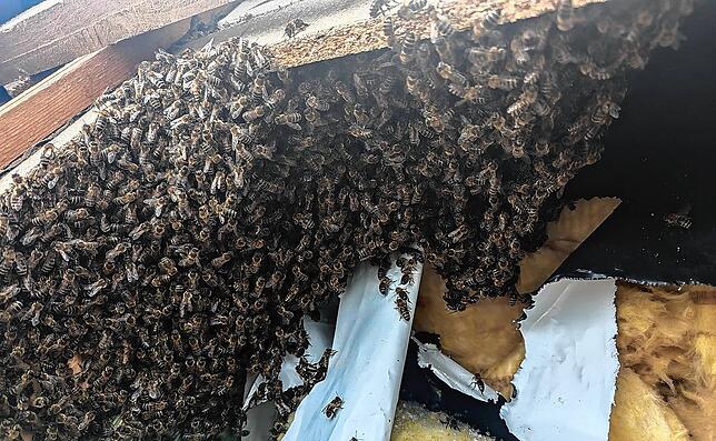 Für den Beruf des Schädlingsbekämpfers darf man vor einem Schwarm stechender Insekten keine Furcht haben.