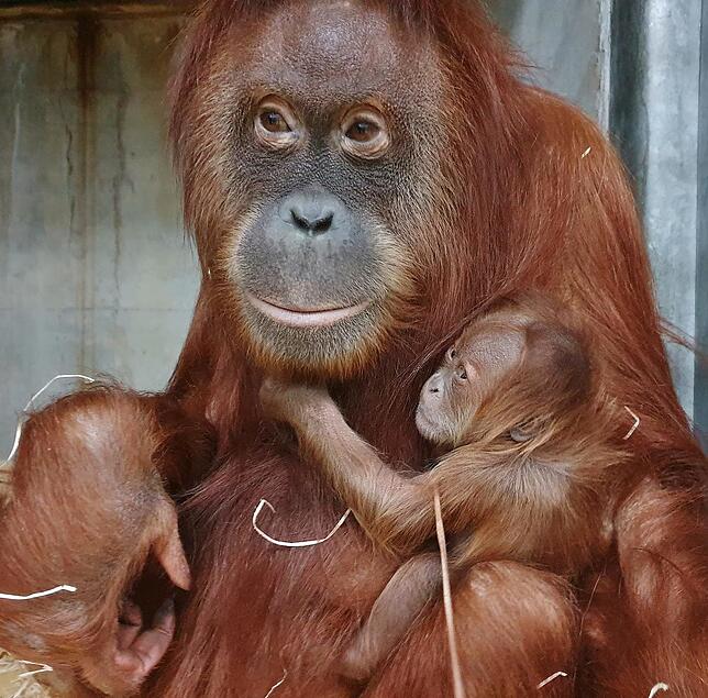 Bild 1: So zuckersüß ist der Nachwuchs im Zoo Zürich