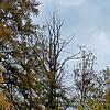 Abgestorben: Der Klimawandel setzt den Buchen am Hochrhein massiv zu. Zwischen Tiengen und Jestetten sind 50 Hektar Wald von den Folgen ...
