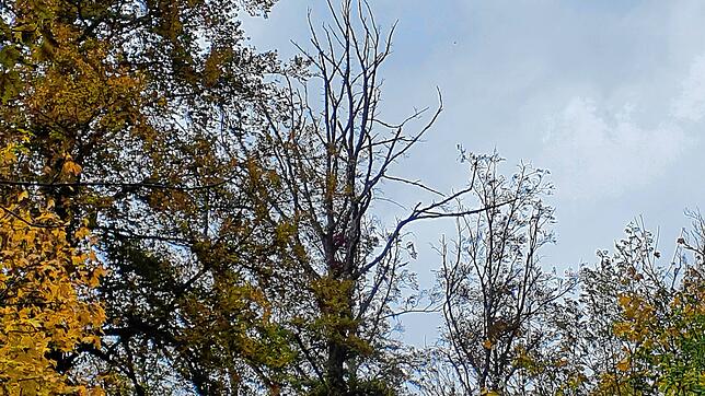 Abgestorben: Der Klimawandel setzt den Buchen am Hochrhein massiv zu. Zwischen Tiengen und Jestetten sind 50 Hektar Wald von den Folgen ...