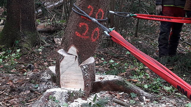 Bild 6: Bilder vom Einholen der Narrenbäume der Narrizella Ratoldi und der Froschenzunft im Altbohlwald