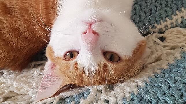 Kater Muckel.