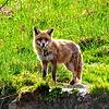 Der Fuchs gehört zu den Wildtieren, der auch bei uns schon länger in Siedlungsgebieten nach Nahrung sucht.
