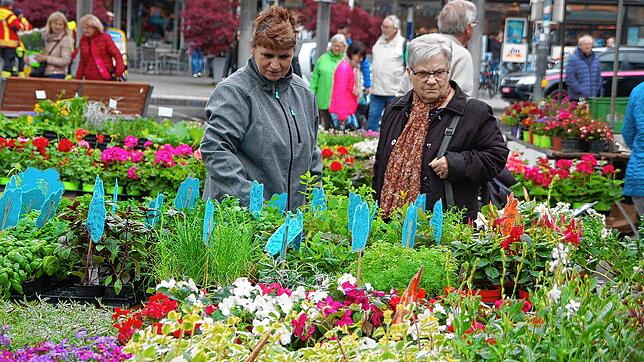 Ein Markt mit Ereignischarakter: Der Geranienmarkt 2019.