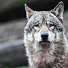 Ist ein Wolf im Hegau unterwegs? Außer einem Video in sozialen Netzwerken gibt es dazu keine Erkenntnisse. Das Tier auf dem Symbolbild ...