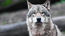 Ist ein Wolf im Hegau unterwegs? Außer einem Video in sozialen Netzwerken gibt es dazu keine Erkenntnisse. Das Tier auf dem Symbolbild ...