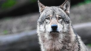 Ist ein Wolf im Hegau unterwegs? Außer einem Video in sozialen Netzwerken gibt es dazu keine Erkenntnisse. Das Tier auf dem Symbolbild ...