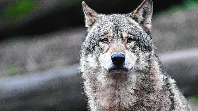 Ist ein Wolf im Hegau unterwegs? Außer einem Video in sozialen Netzwerken gibt es dazu keine Erkenntnisse. Das Tier auf dem Symbolbild ...