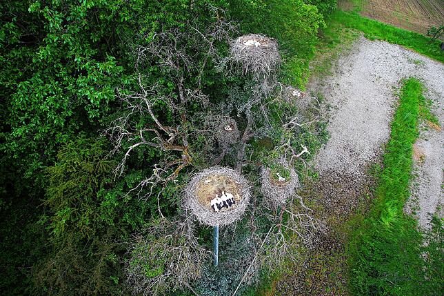 Dass Störche auf Bäumen ihre Horste bauen, kommt durchaus vor. Hier sind die vier Horste im Baum am Affenberg zu sehen. Der fünfte Horst ...