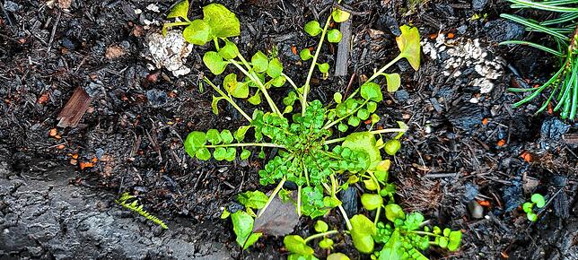 Das Gartenschaumkraut fühlt sich an halblichten, leicht feuchten Standorten mit lehm-tonigem Boden wohl und kann bis zu 30 Zentimeter ...
