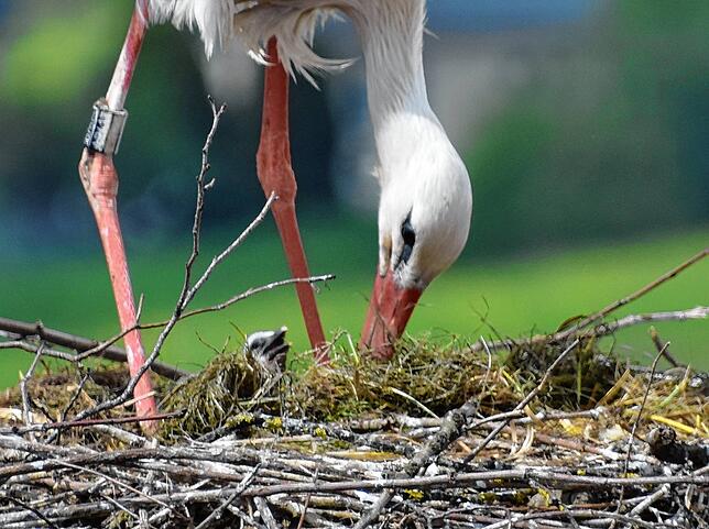 Hans und Nelli II hatten 2019 Nachwuchs im Nest auf dem Kriegerdenkmal in der Stockacher Oberstadt. (Archivbild)